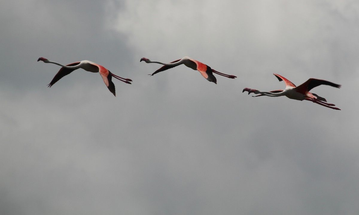 Lesser Flamingo - ML614242057