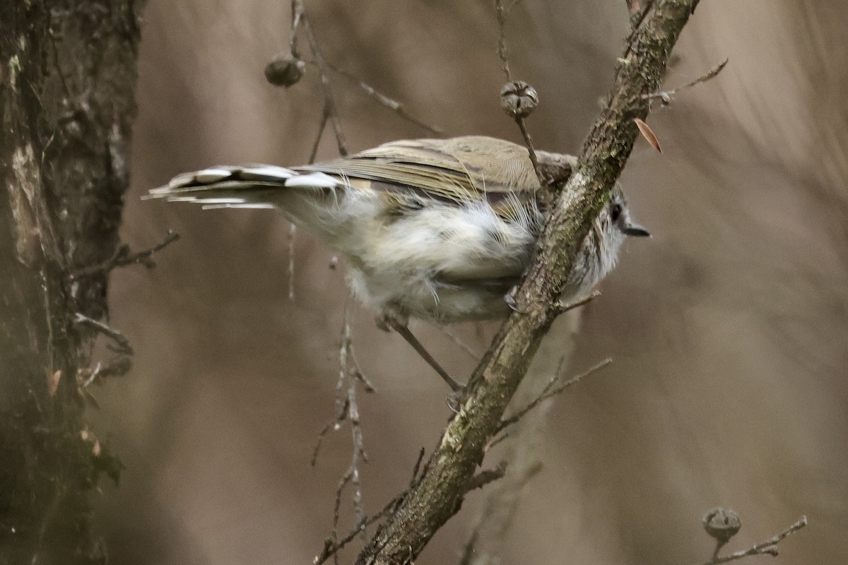 Gray Gerygone - ML614242060