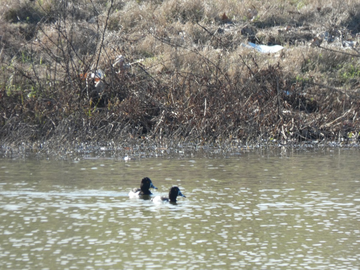 Ring-necked Duck - ML614242178