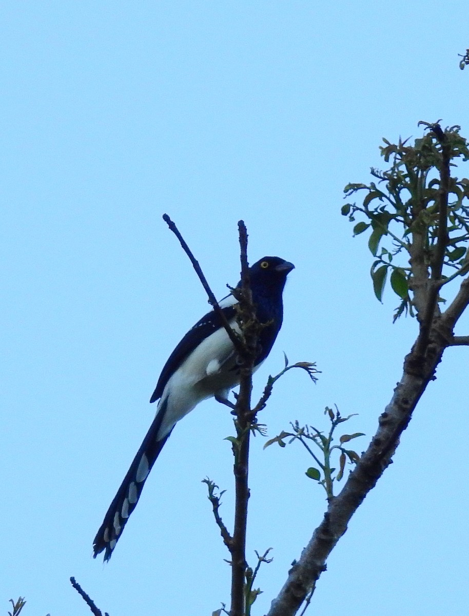 Magpie Tanager - ML614242237