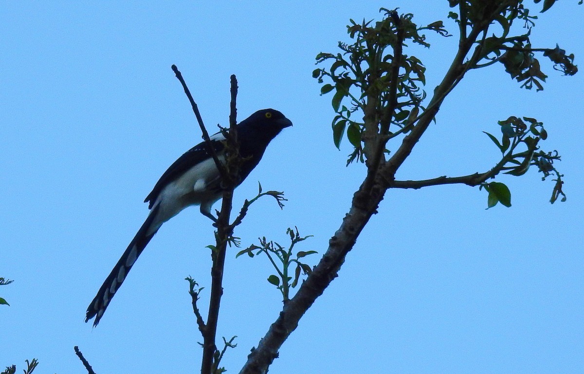 Magpie Tanager - ML614242238