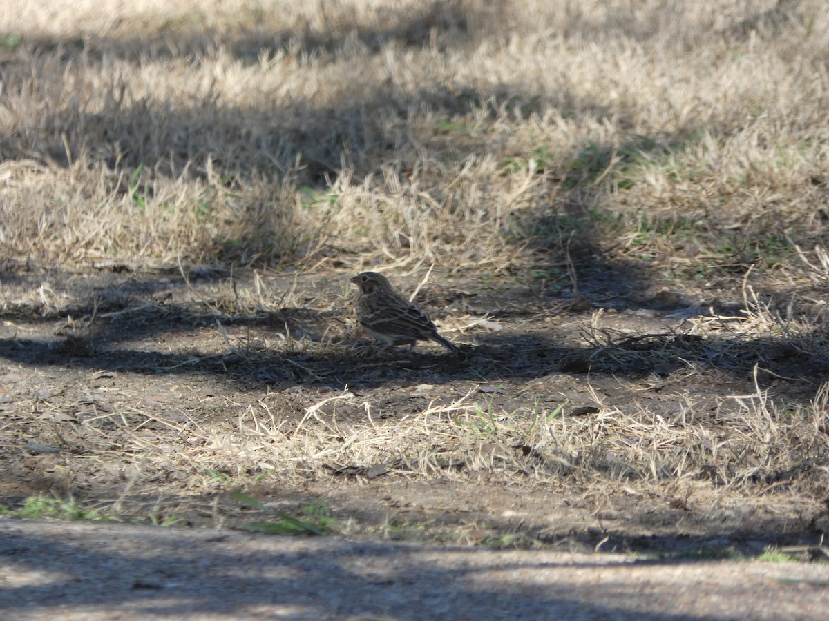 Vesper Sparrow - ML614242291