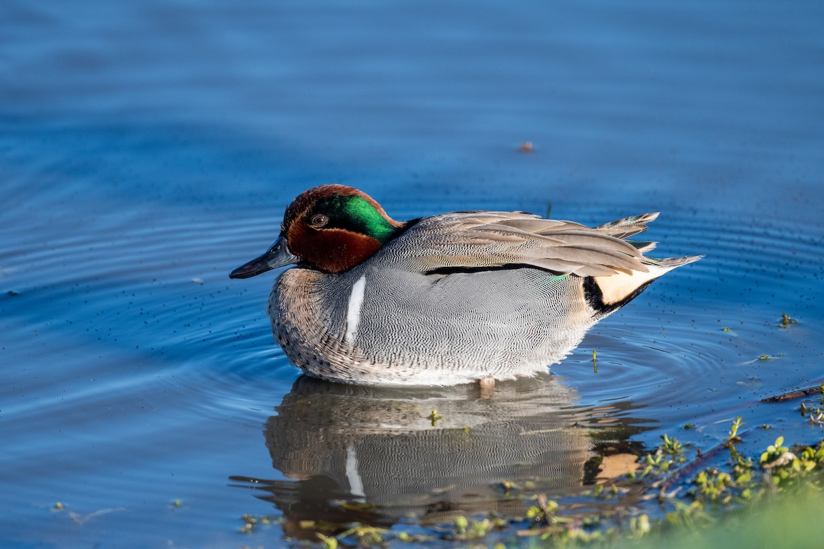 Green-winged Teal - ML614242301