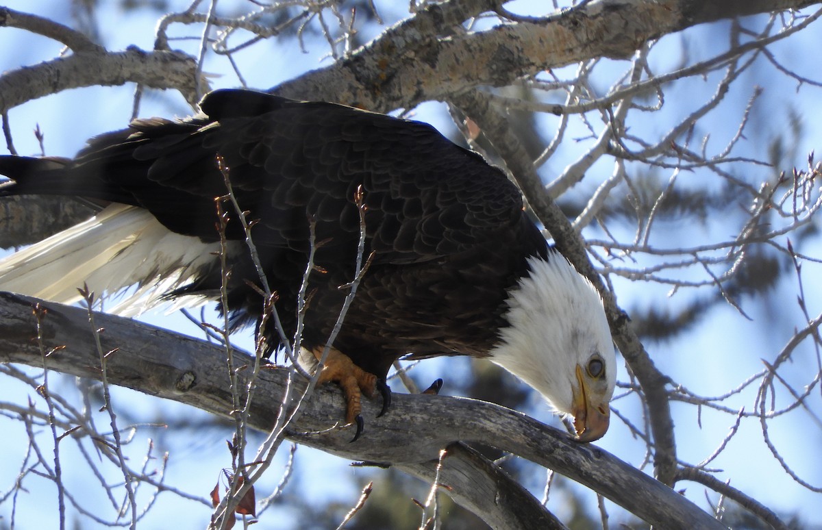 Bald Eagle - Sue Plankis