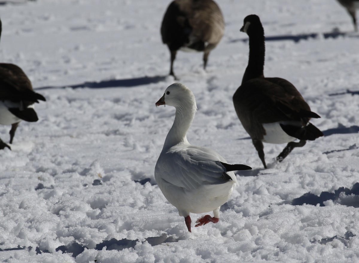 Ross's Goose - ML614242343