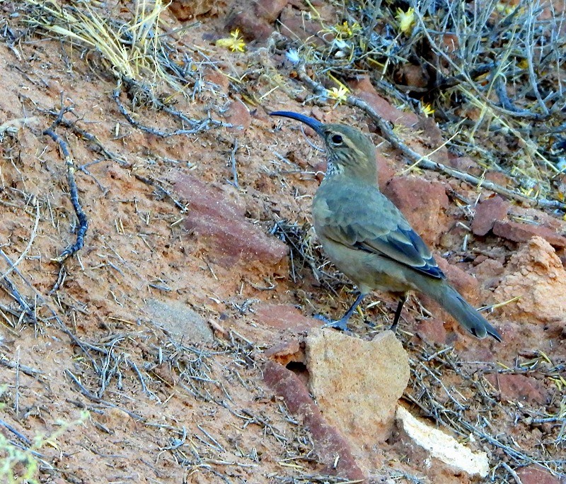 Scale-throated Earthcreeper - Julián Tocce