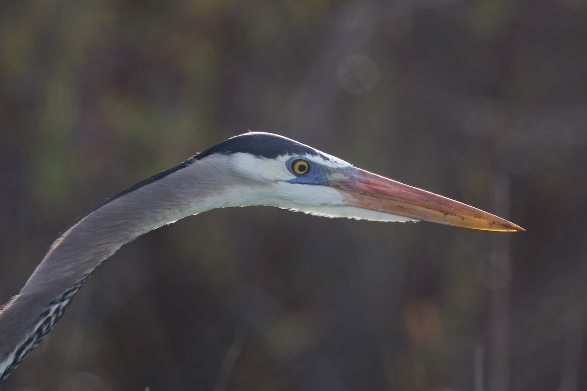 Great Blue Heron - John Callender