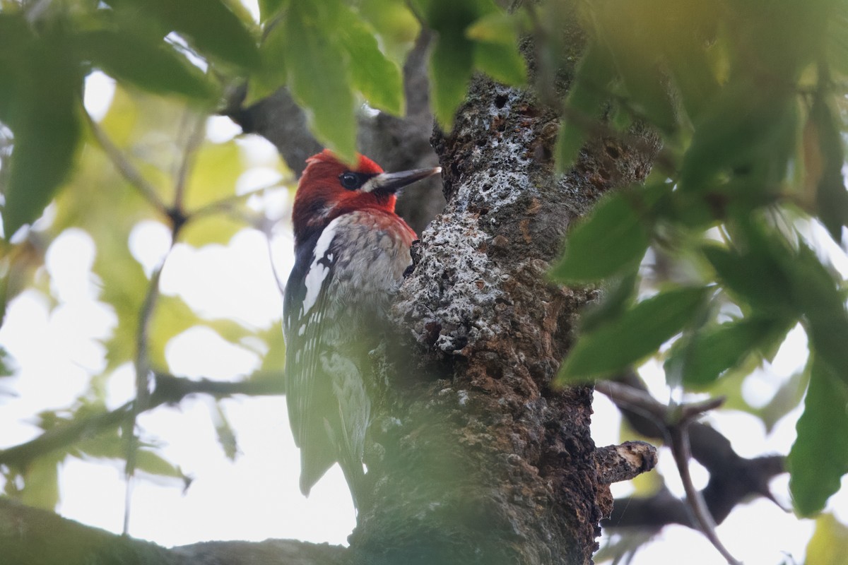 Red-breasted Sapsucker - ML614242415