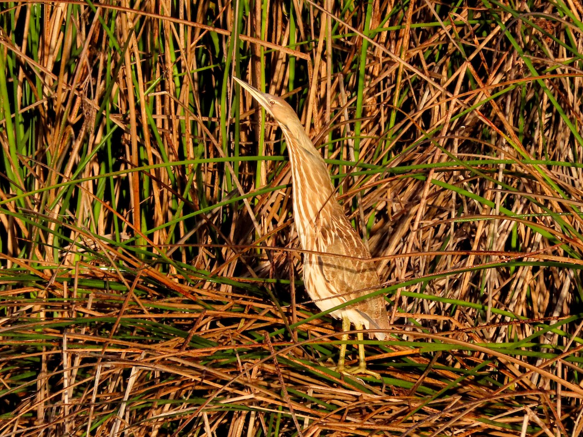 American Bittern - David Blue