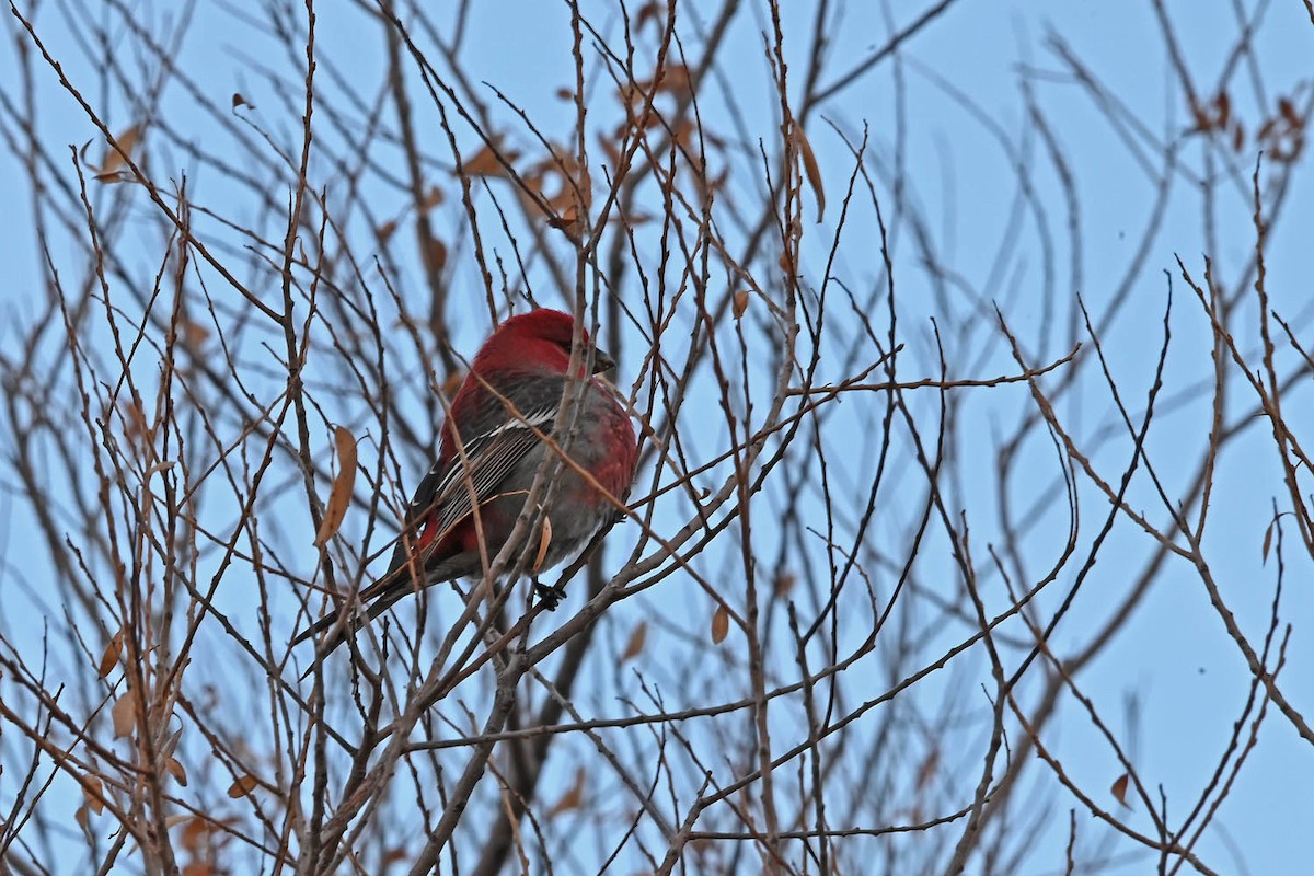 Pine Grosbeak - ML614242573