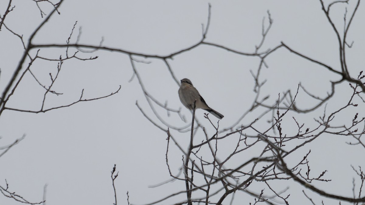 Northern Shrike - ML614242587