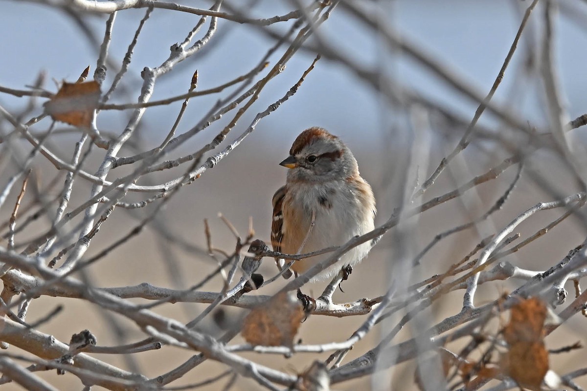 American Tree Sparrow - Marla Hibbitts
