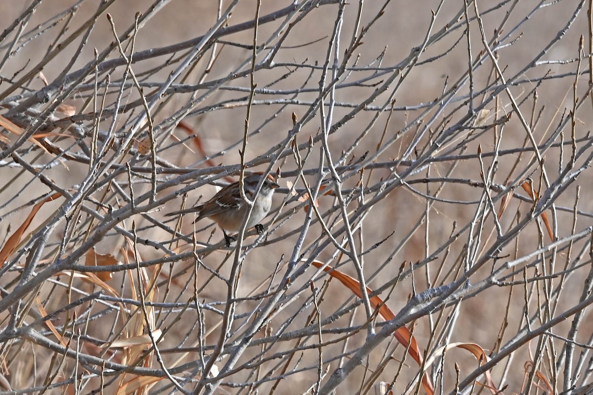 American Tree Sparrow - Marla Hibbitts