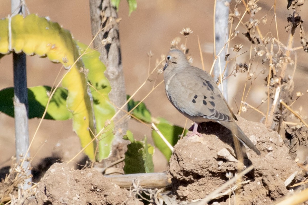 Mourning Dove - ML614242704