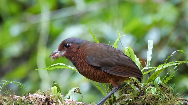 Giant Antpitta - ML614242803