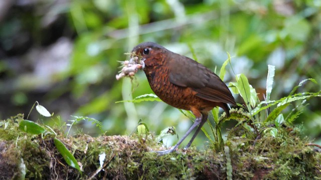 Giant Antpitta - ML614242805