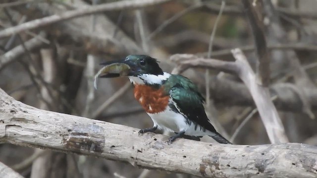 Martin-pêcheur d'Amazonie - ML614242863