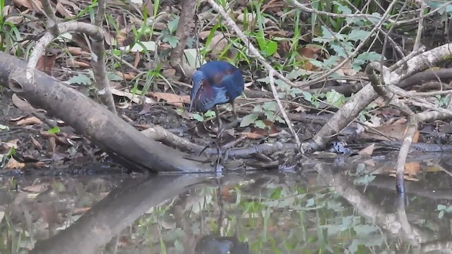 Agami Heron - ML614242907