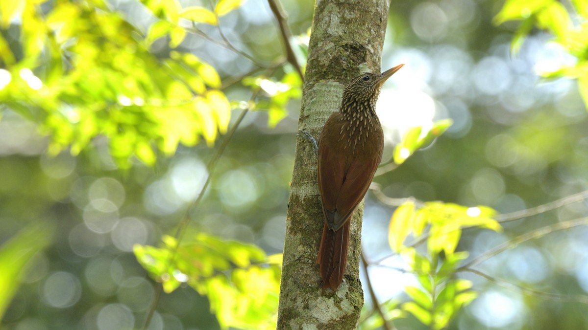 Striped Woodcreeper - Miguel Aguilar @birdnomad