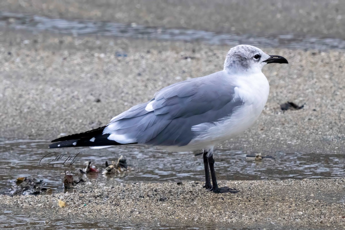 Laughing Gull - ML614243143