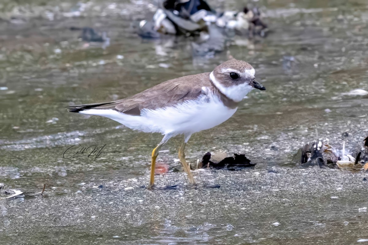 Semipalmated Plover - Caleb Myers