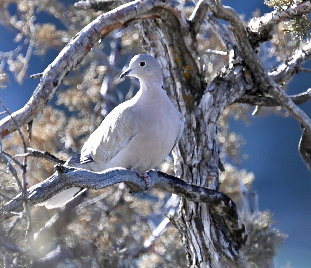 Eurasian Collared-Dove - Nancy Blaze