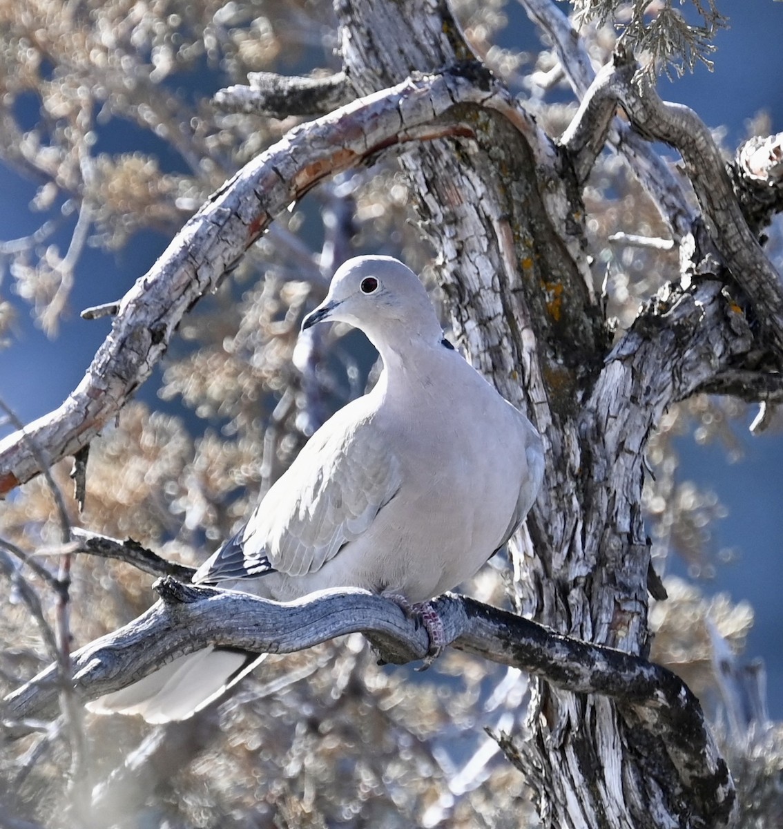 Eurasian Collared-Dove - ML614243332