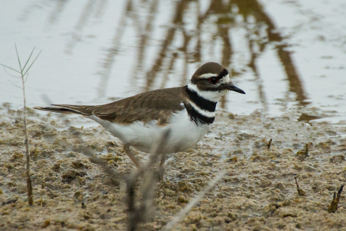 Killdeer - Stella Tea