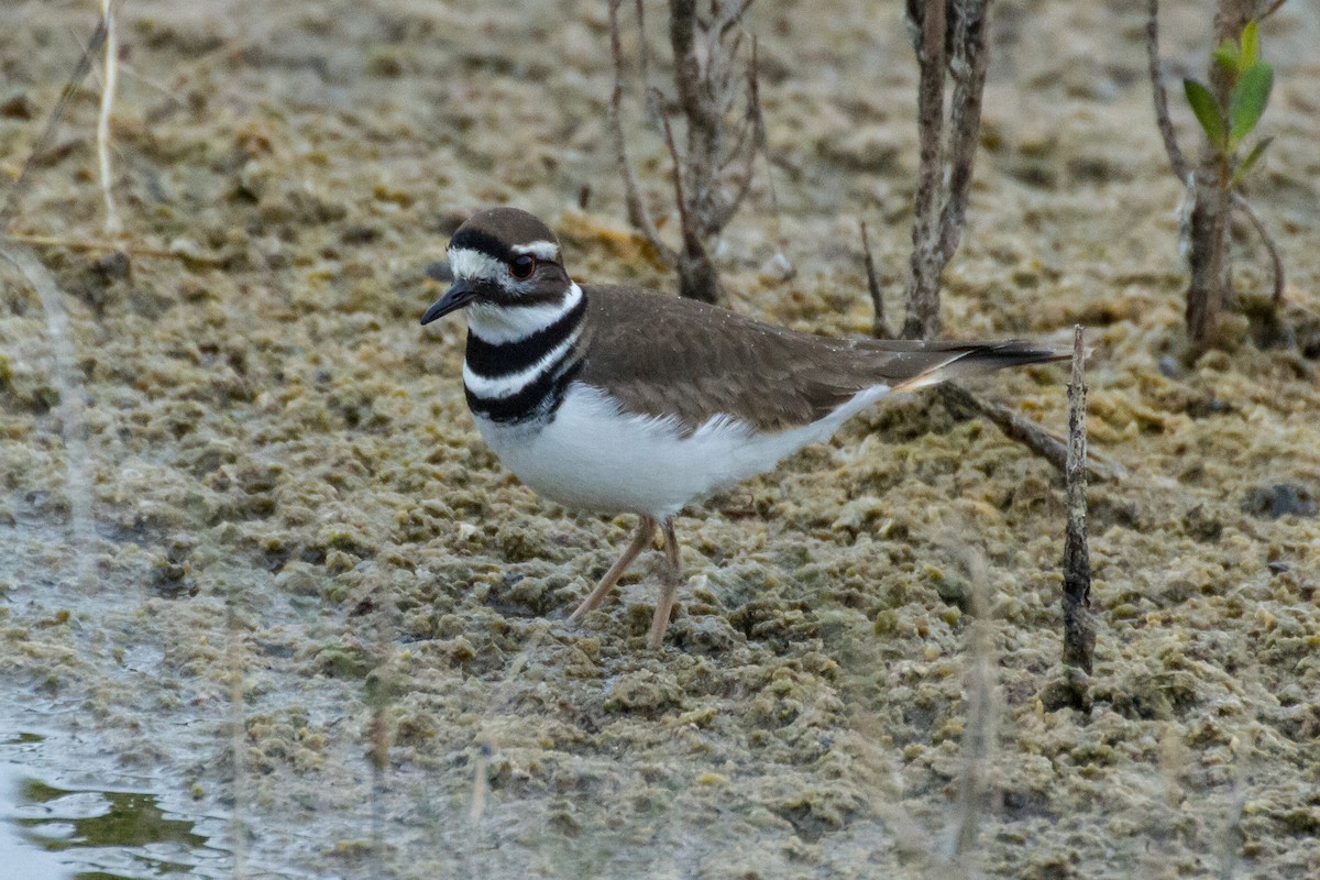 Killdeer - Stella Tea