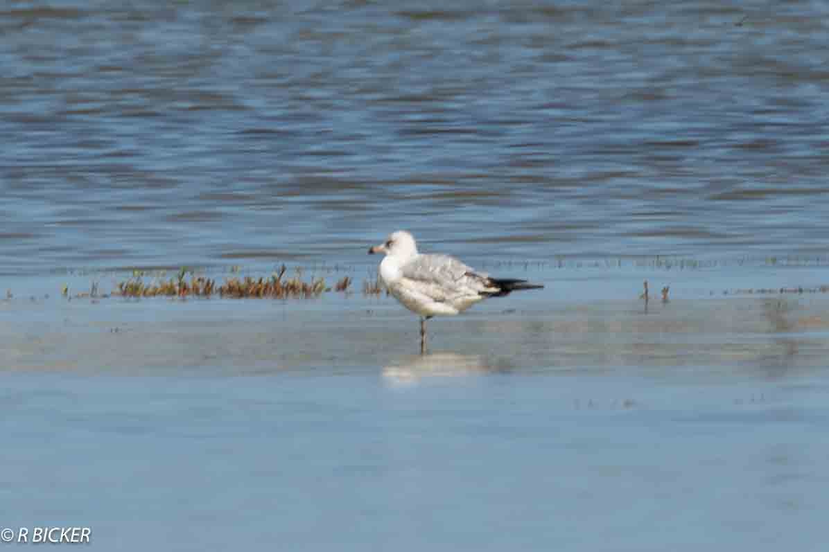 Ring-billed Gull - ML614243347