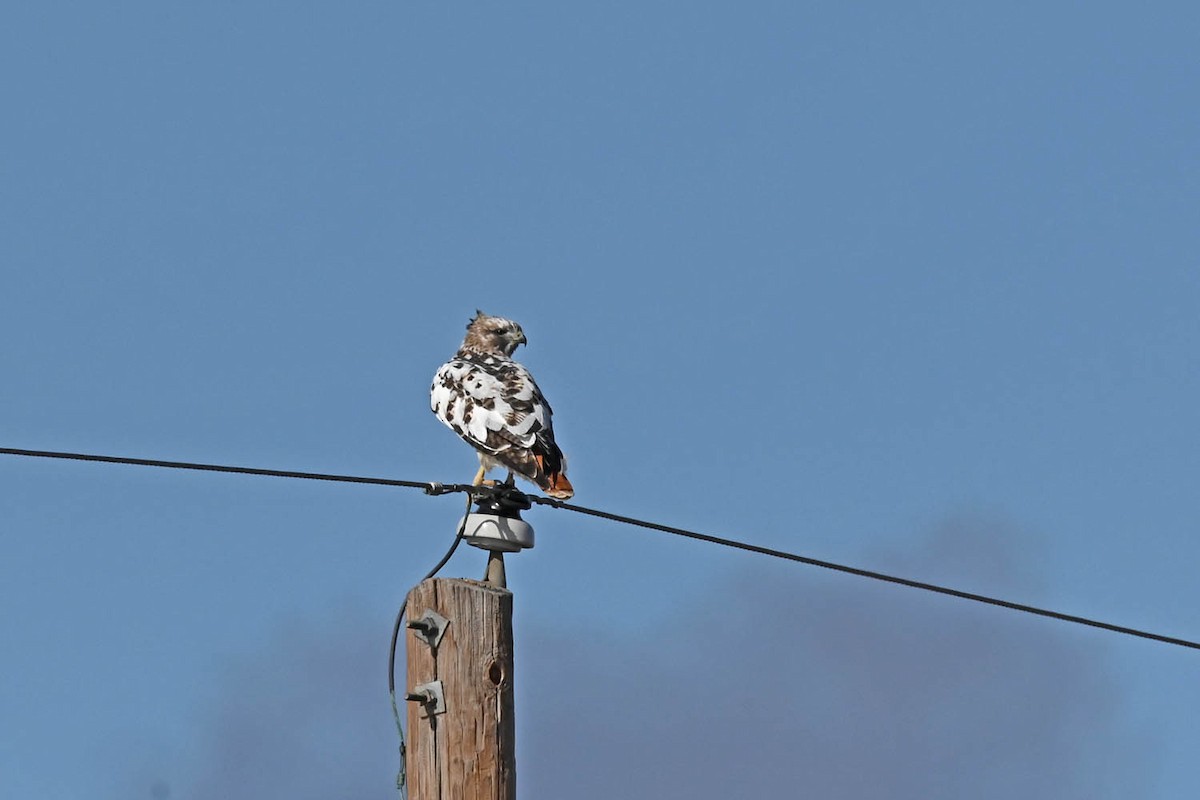 Rotschwanzbussard - ML614243475