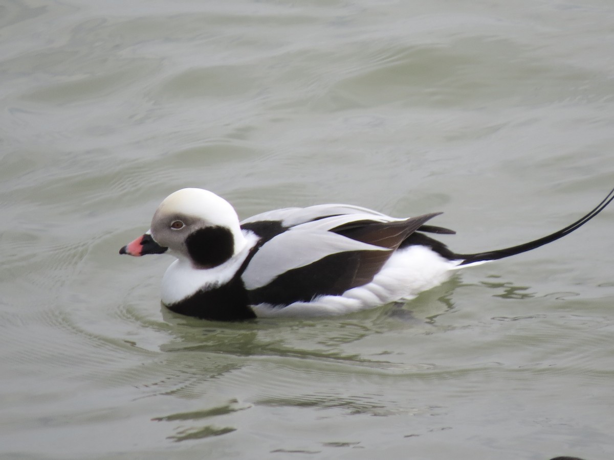 Long-tailed Duck - ML614243528