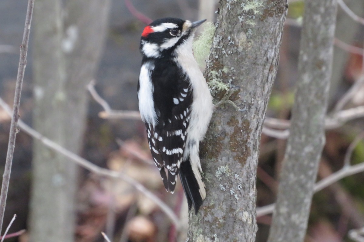 Downy Woodpecker - ML614243558