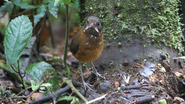 Tororoí Bigotudo - ML614243610