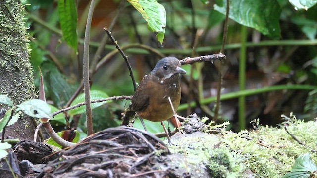 Moustached Antpitta - ML614243613