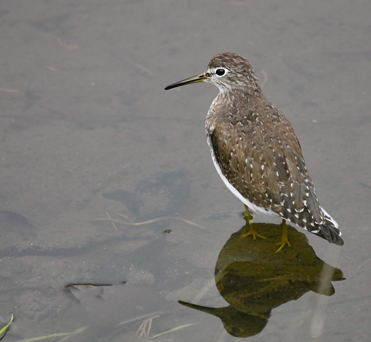 Solitary Sandpiper - Kat Byrd