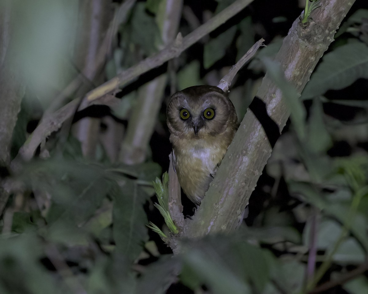 Unspotted Saw-whet Owl - ML614243722