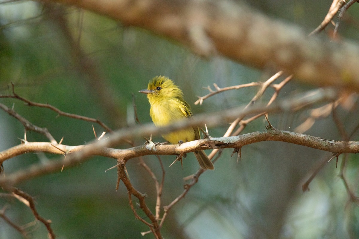 Tyranneau à poitrine jaune - ML614243812