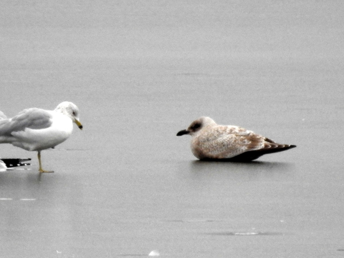 Iceland Gull - Keith Brink