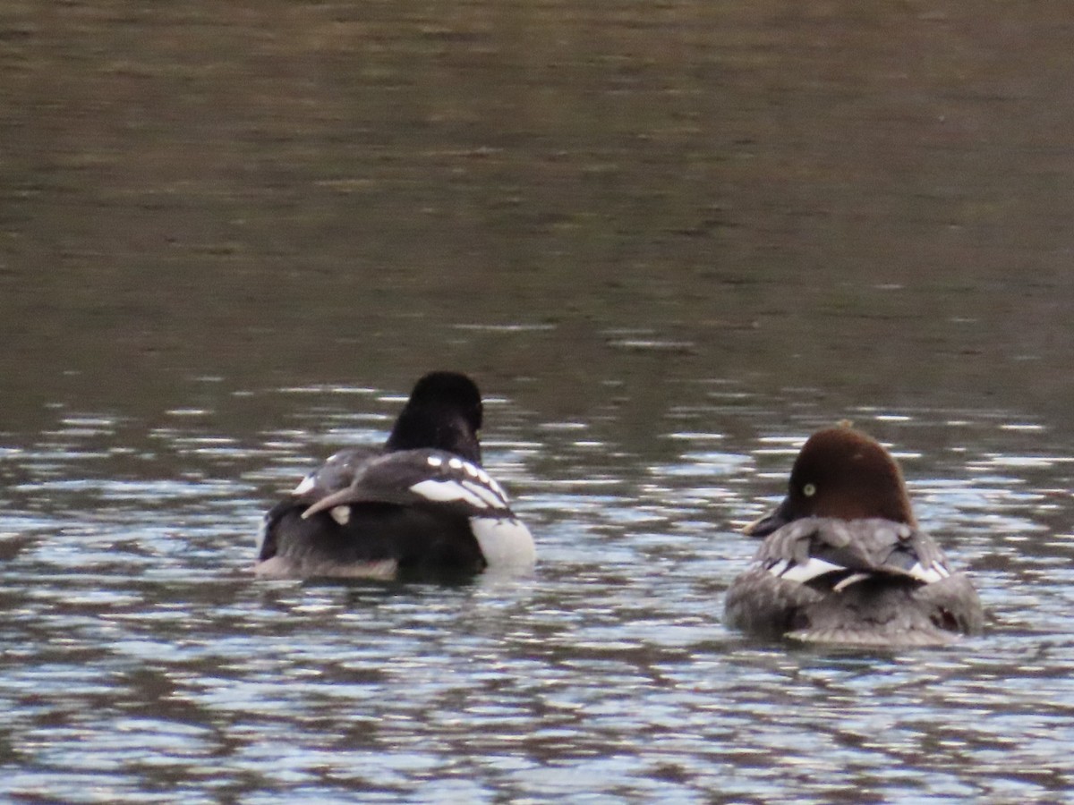 Barrow's Goldeneye - ML614243876