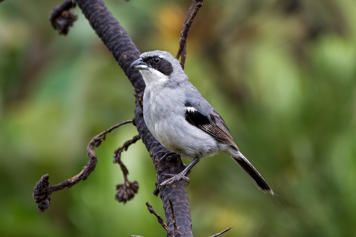White-banded Tanager - ML614243905