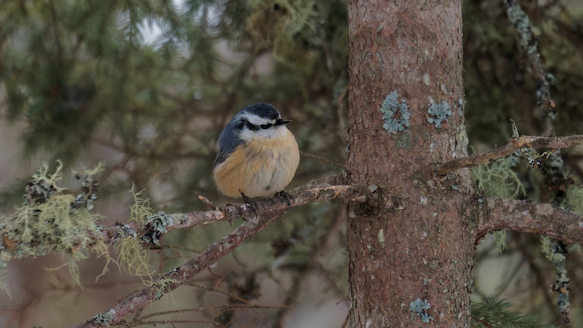 Red-breasted Nuthatch - ML614243916
