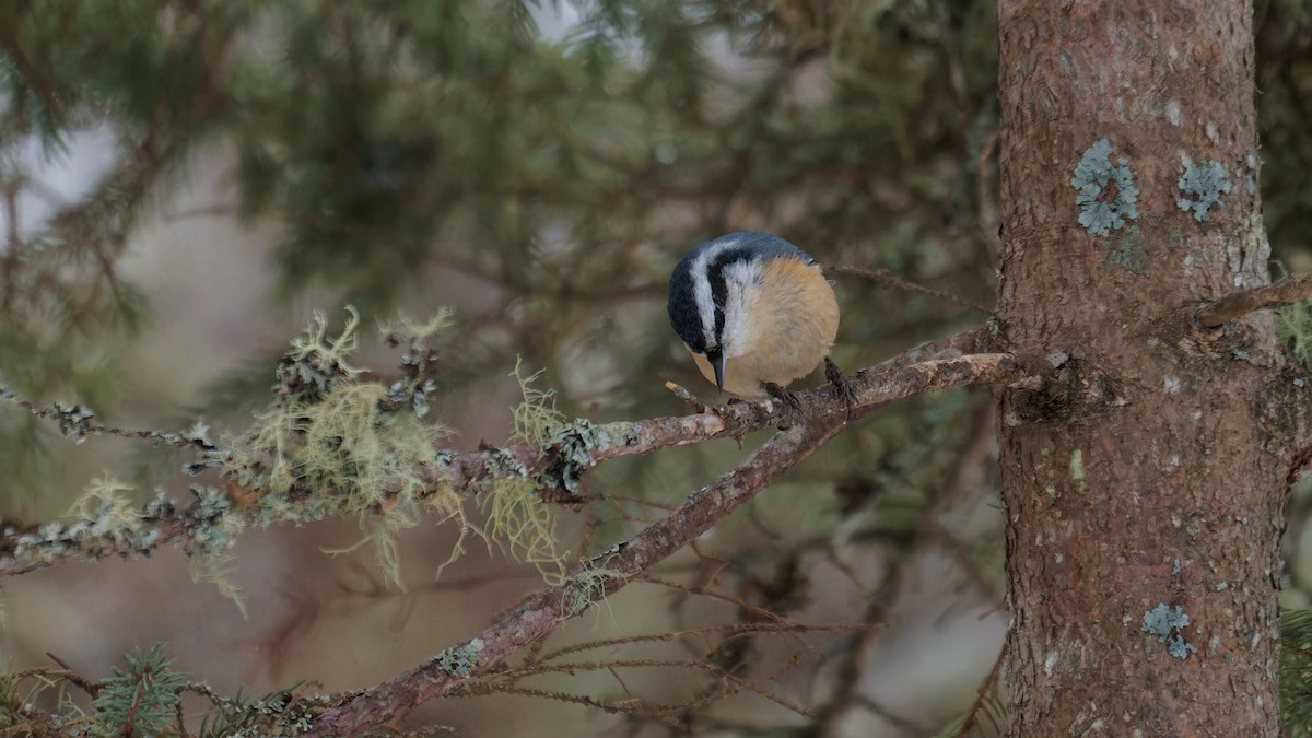 Red-breasted Nuthatch - ML614243917