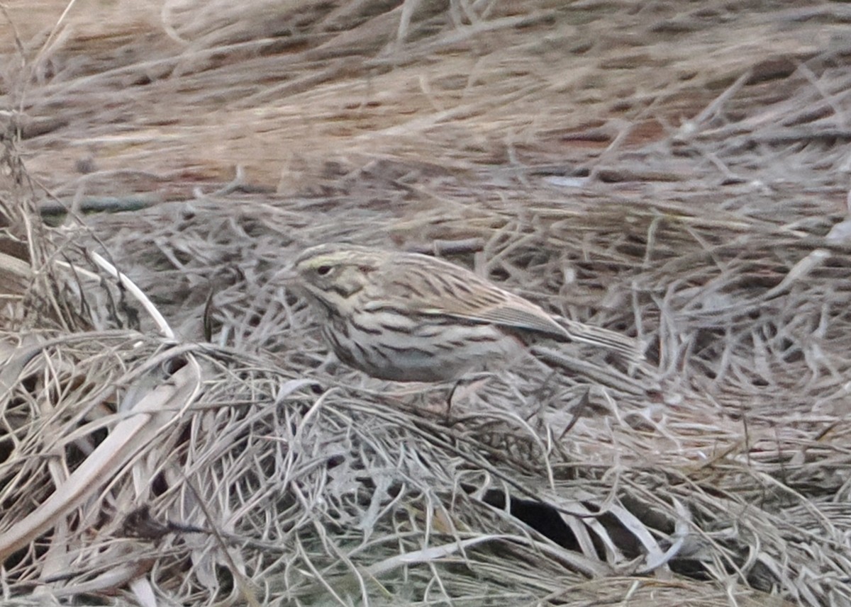 Savannah Sparrow - ML614243967