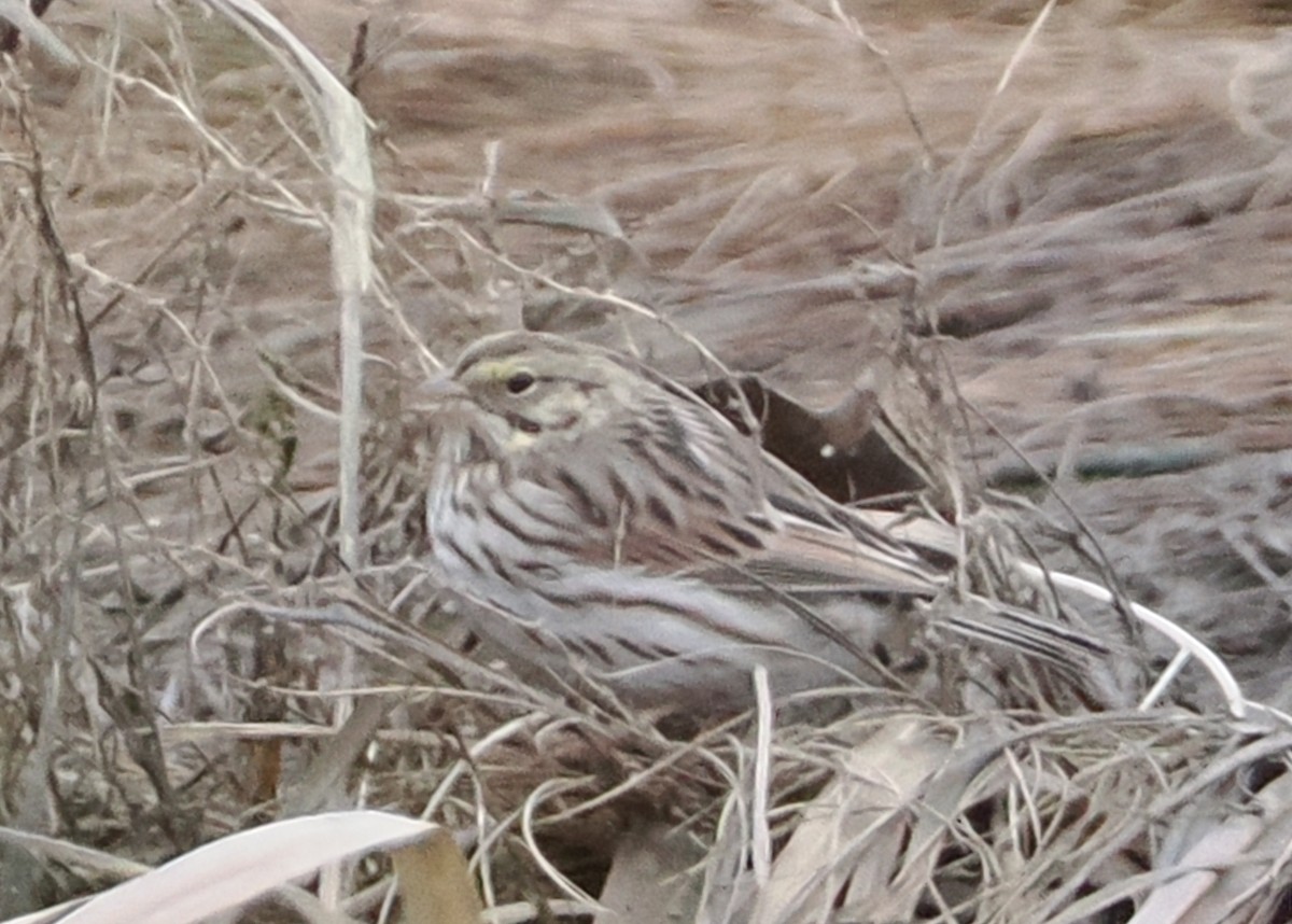 Savannah Sparrow - ML614243968