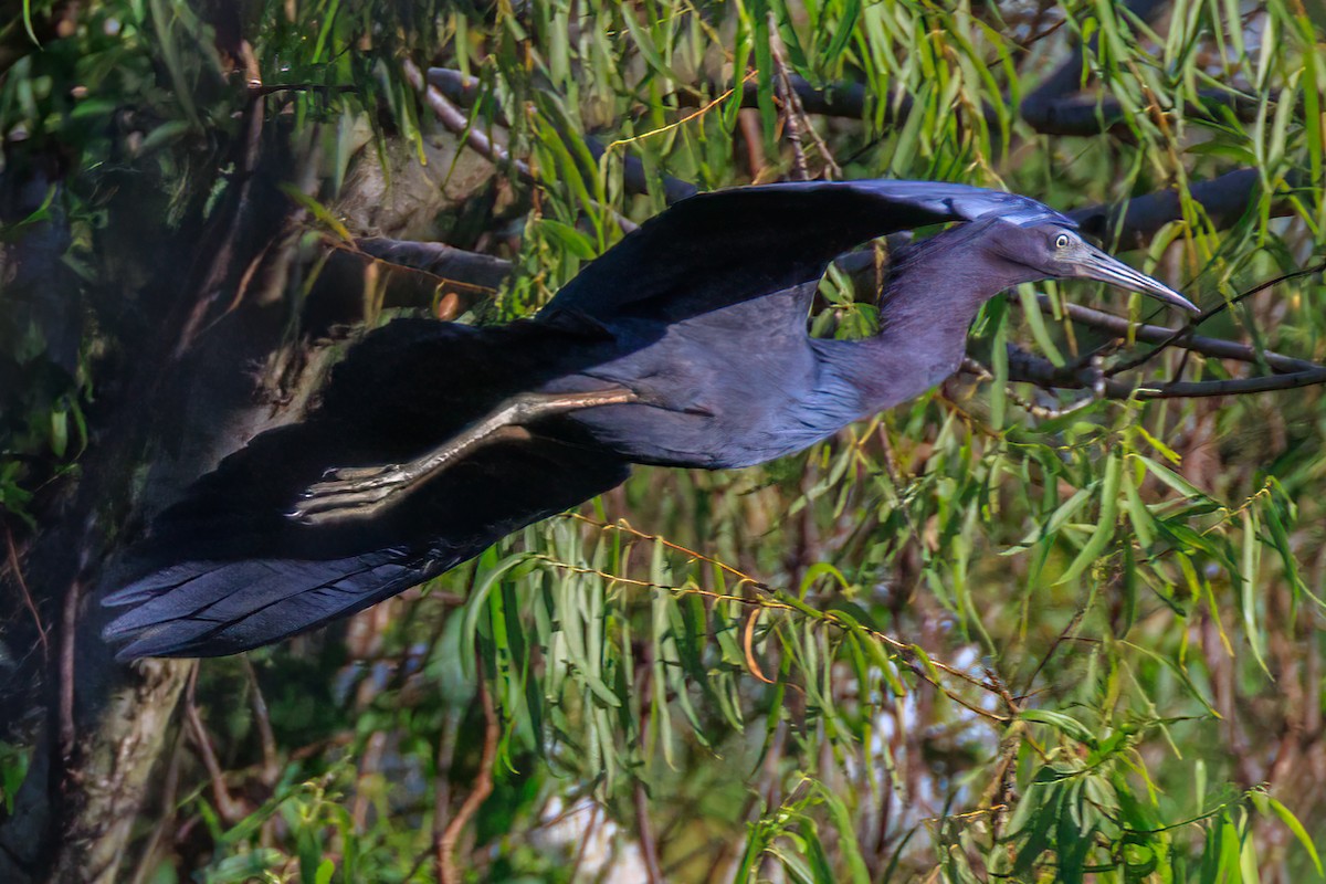 Little Blue Heron - Jaim Simões de  Oliveira