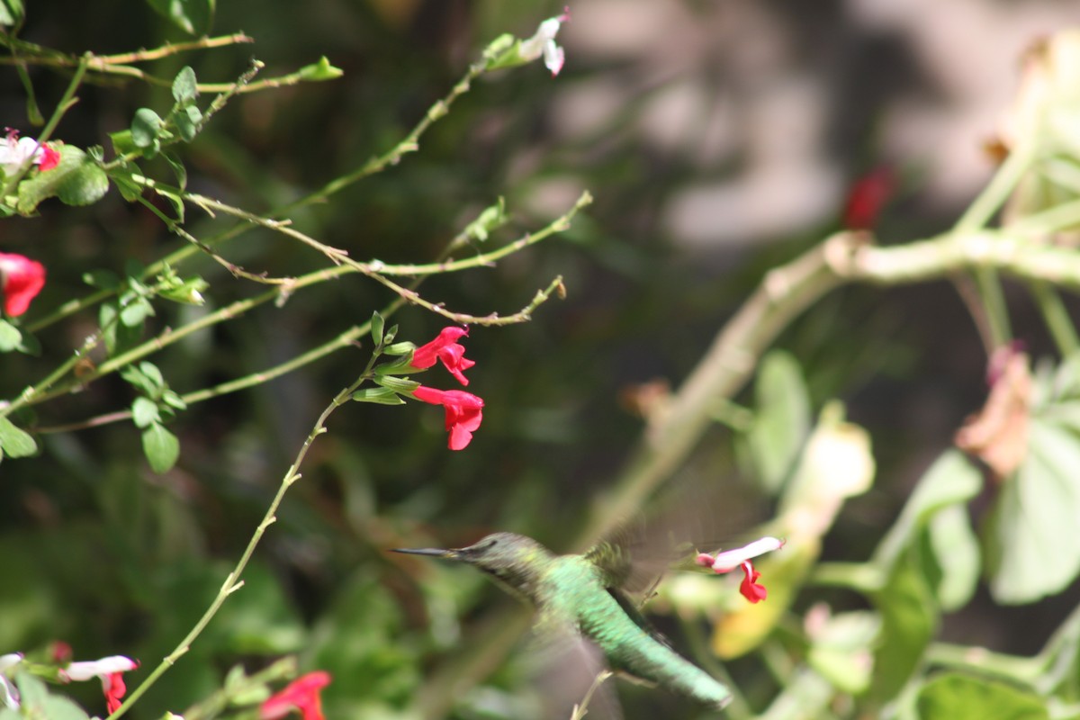 Ruby-throated Hummingbird - ML614243999