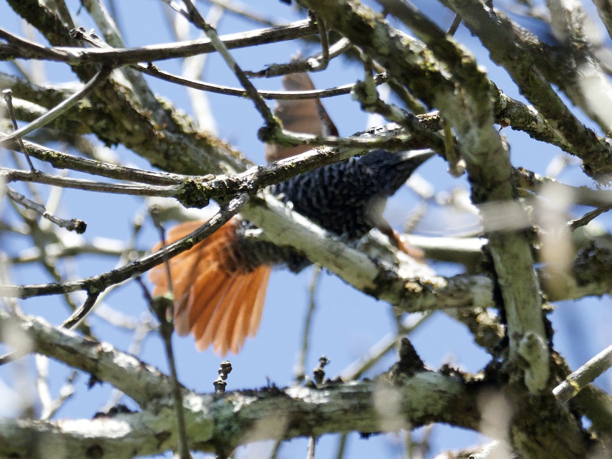 Chestnut-backed Antshrike - ML614244003