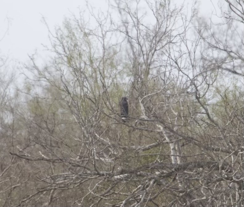 Crane Hawk (Blackish) - ML614244013