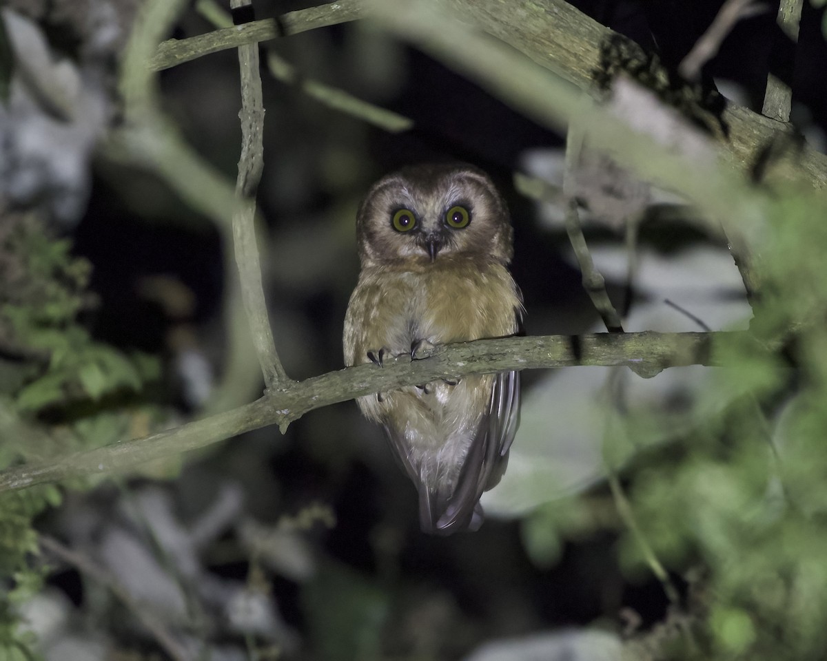 Unspotted Saw-whet Owl - ML614244023